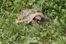 Griechiche Landschildkr�te (Testudo hermanii) am 22.6.2010 im  Leintalzoo.