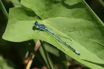 Hufeisen-Azurjungfer (Coenagrion puella) am 22.6.2010 an einem Teich im Leintalzoo.
