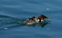 Alles an Bord, nun geht's weiter.
(24.06.2010)