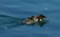 Alles an Bord, nun geht's weiter.
(24.06.2010)