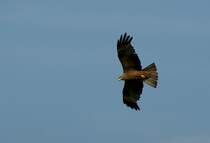 Ein Schwarzmilan gleitet durch die Luft.
(11.07.2010)