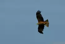 Ein Schwarzmilan gleitet durch die Luft.
(11.07.2010)