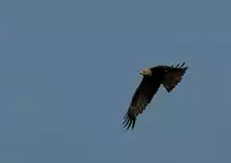 Leider entging diesem Schwarzmilan sein Fr�hst�ck, also ging es  fl�gelschlagend wieder nach oben.
(11.07.2010) 