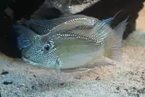 Get�pfelter Erdfresser (Satanoperca_leucosticta) am 19.3.2010 im Zooaquarium Basel.