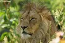 Afrikanischer L�we