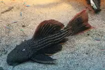 Xing�-Kaktuswels  L25  (Pseudacanthicus leopardus) am 19.3.2010 im Zooaquarium Basel.