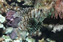 Pazifischer Rotfeuerfisch (Pterois volitans) am 19.3.2010 im Zooaquarium Basel.