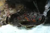 Echter Steinfisch (Synanceia verrucosa) beim Freischwimmen am 19.3.2010 im Zooaquarium Basel.