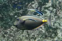 Gelbklingen-Nasendoktor (Naso lituratus) mit einer Putzerkolonne von Gew�hnlichen Putzerfischen (Labroides dimidiatus) am 19.3.2010 im Zooaquarium Basel.