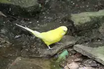 Gelber Wellensittich (Melopsittacus undulatus) am 22.6.2010 im Leintalzoo bei Schwaigern. 
