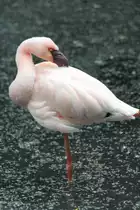 Zwergflamingo (Phoeniconaias minor) am 22.6.2010 im Leintalzoo bei Schwaigern. 
