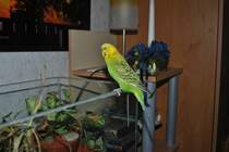 Bild von Pucki am 16.08.10.