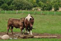 Braunvieh mag dieses Pferd. Aufnahme von 16.08.2010.