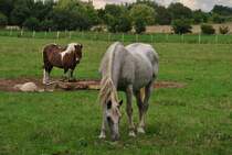 Zwei Pfrede, am 16.08.2010 auf der Weide bei Lehrte.