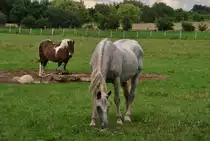 Zwei Pfrede, am 16.08.2010 auf der Weide bei Lehrte.