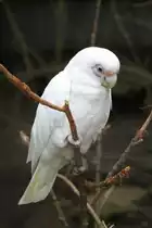 Nacktaugenkakadu (Cacatua sanguinea) am 22.6.2010 im Leintalzoo bei Schwaigern.
 

