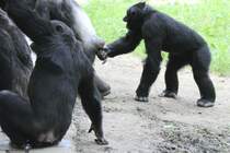 Woran zieht der kleine nur? Leintalzoo am 22.6.2010.