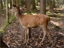 Eine Rothirschkuh (Cervus elaphus) im Wildgatter des Stadtforstes Uelzen.