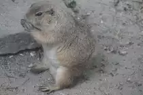 Schwarzschwanz-Pr�riehund (Cynomys ludovicianus) am 22.6.2010 im Leintalzoo bei Schwaigern.
