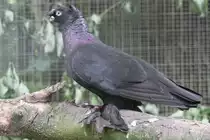 Usbekischer T�mmler am 22.6.2010 im Leinepark bei Schwaigern.