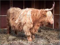 Ein Schottisches Hochlandrind (Bos taurus f. taurus).