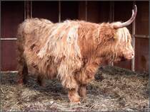 Ein Schottisches Hochlandrind (Bos taurus f. taurus).