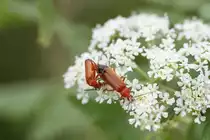 Rote Weichk�fer (Rhagonycha fulva) bei der Paarung am 23.6.2010 bei Gro�heringen.
