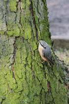 Kleiber (Sitta europaea) beim Klettern an einem Baum. Das Sulza am 26.6.2010.