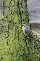 Kleiber (Sitta europaea) beim Klettern an einem Baum. Das Sulza am 26.6.2010.