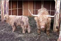 Schottische Hochlandrinder (Bos taurus f. taurus). Das Muttertier macht deutlich:  Komm meinem Kalb nicht zu nahe .