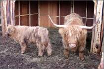 Schottische Hochlandrinder (Bos taurus f. taurus). Das Muttertier macht deutlich:  Komm meinem Kalb nicht zu nahe .