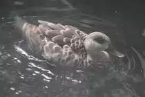 Hottentottenente (Anas hottentota) am 26.6.2010 im Zoo Leipzig.