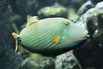 Orangestreifen-Dr�ckerfisch (Balistapus undulatus) am 19.3.2010 im Zooaquarium Basel.