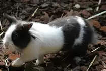 L�wenkopf-Zwergkaninchen am 26.6.2010 im Leipziger Streichelzoo.