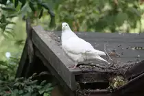 Wei�e Wirtschaftstaube oder auch Mittelh�user am 26.6.2010 im Leipziger Streichelzoo.