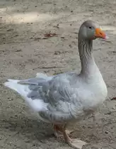 Fr�nkische Landgans am 26.6.2010 im Leipziger Streichelzoo.