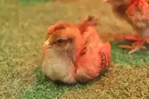 Zwerg-Welsumer K�ken am 26.6.2010 im Zoo Leipzig.