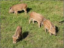 Wildschwein-Frischlinge im Wildgatter des Stadtforstes Uelzen.