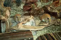 Goldstachelm�use-Acomys russatus russatus(Golden Spiny Mouse)