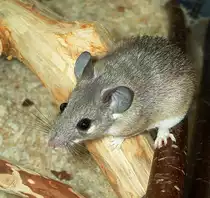Kreta-Stachelmaus-Acomys minous(Crete spiny mouse)