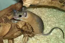 Pal�stina-Stachelmaus-Acomys dimidiatus dimidiatus(Eastern or Arabian Spiny Mouse)