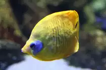 Maskenfalterfisch (Chaetodon sermilavatus) am 19.3.2010 im Zooaquarium Basel.