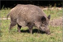 Eine Wildschwein-Bache (Sus scrofa) im Wildgatter des Stadtforstes Uelzen.