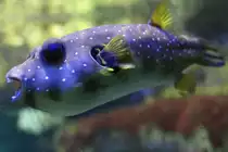 Wei�flecken-Kugelfisch (Arothron hispidus) am 19.3.2010 im Zooaquarium Basel.
	