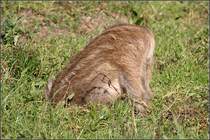 Neugierig durchw�hlt dieser Frischling den Boden seines Gatters im Stadtforst Uelzen.