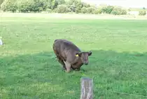 Bitte aufstehen und zum Fotografen. Foto vom 19.08.2010im Steinwedel/Lehrte.