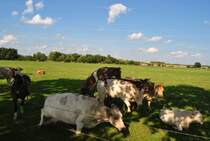 Rinder auf der Weide. Was die eine/er da macht lassen wir lieber zu sagen! Foto vom 19.08.2010.