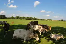 Rinder auf der Weide. Was die eine/er da macht lassen wir lieber zu sagen! Foto vom 19.08.2010.