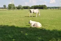 Rindvieh und Pferd, auf der Weide,bei Steinwedel am 19.08.10.