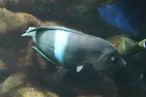 Spiegelfleck-Lippfisch (Coris aygula) am 19.3.2010 im Zooaquarium Baael.